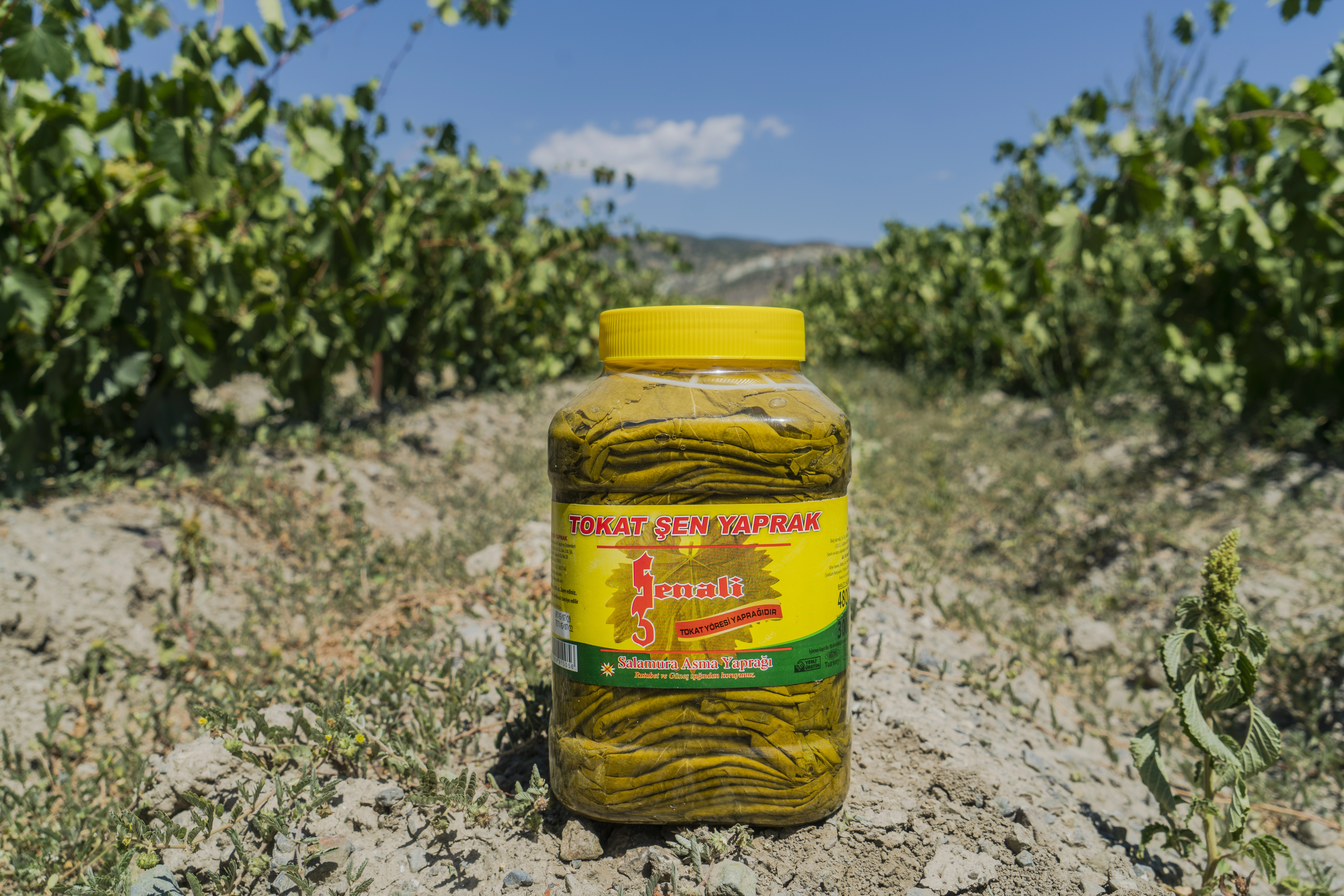 Brüt 4800 gr Pet Bidonda Tokat Salamura Yaprak