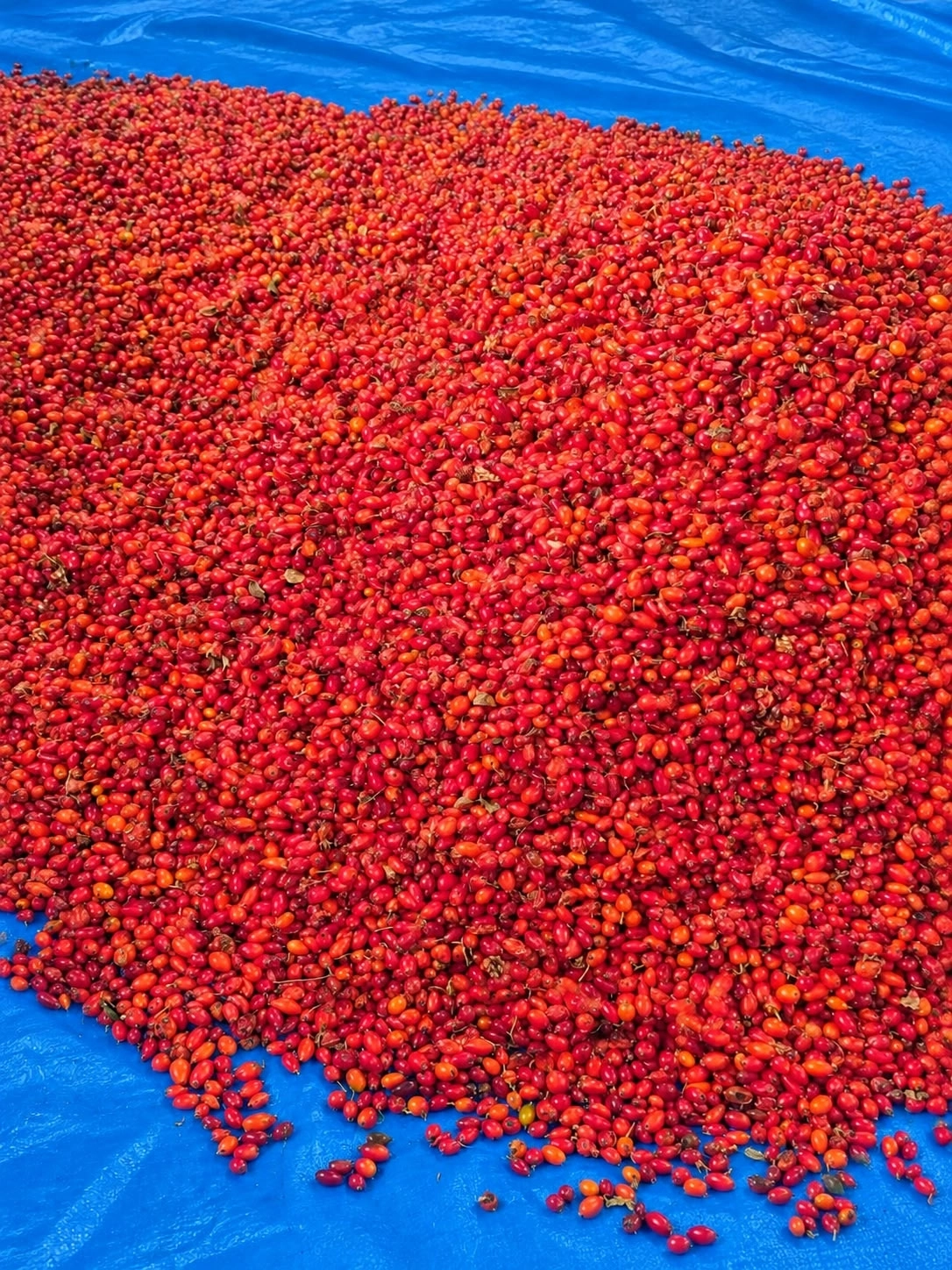 Kuşburnu Marmelatı 1150 gr